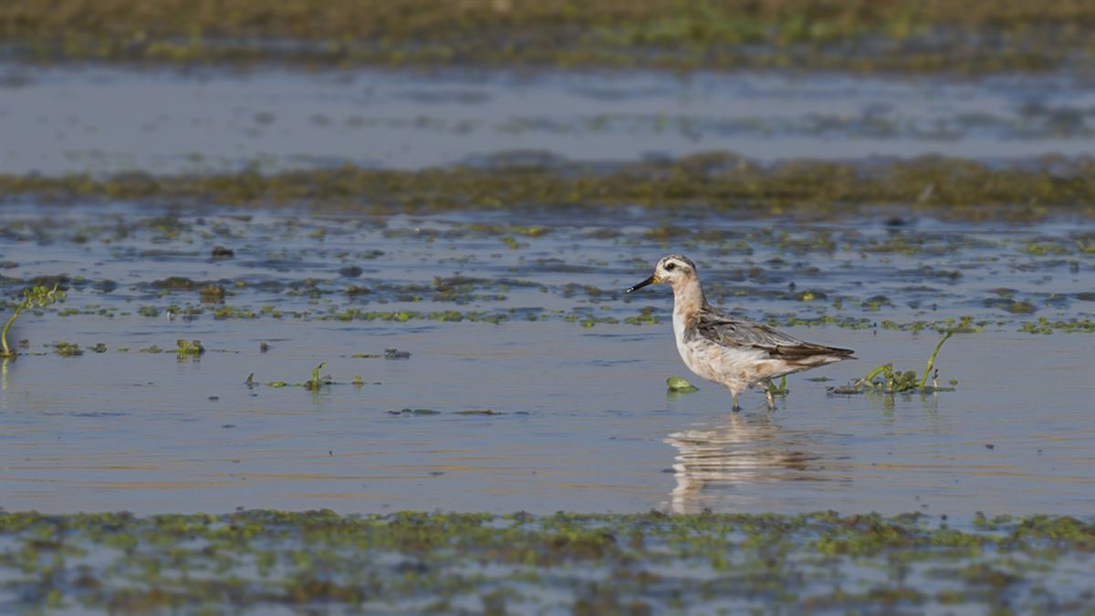 Red Phalarope