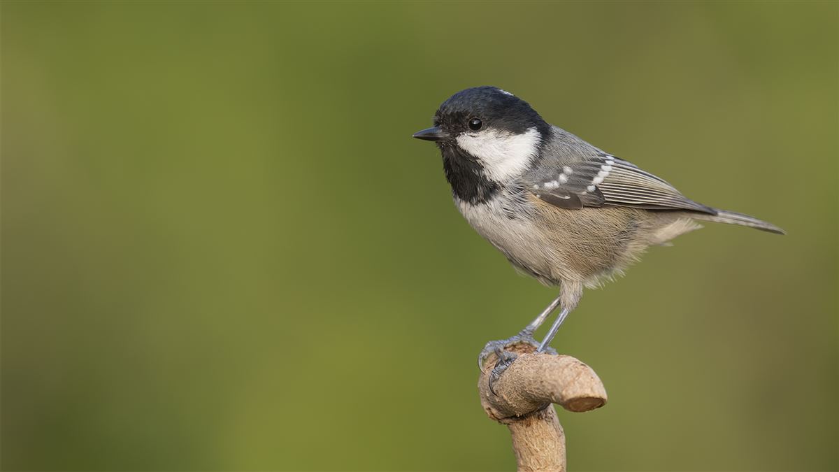 Coal Tit