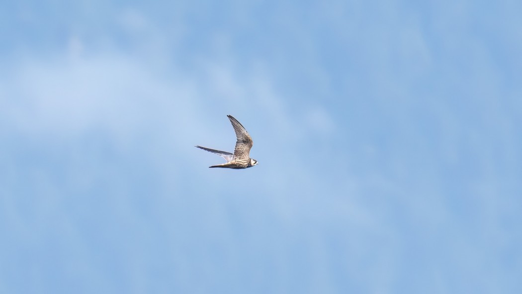 Eurasian Hobby