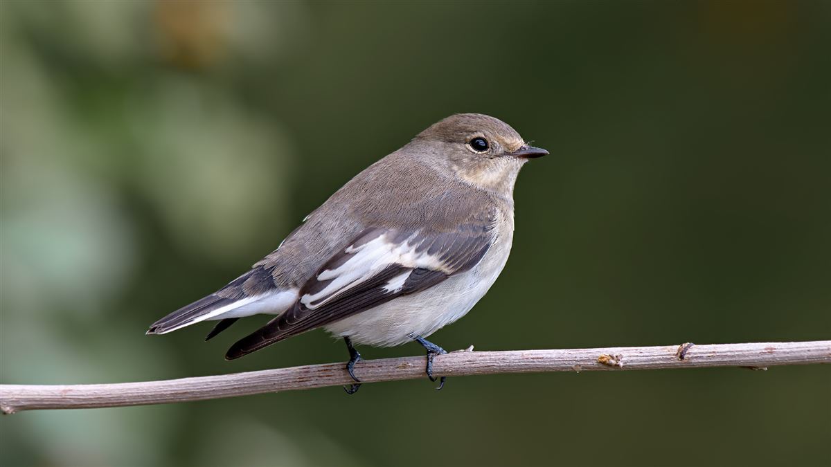 Collared Flycatcher