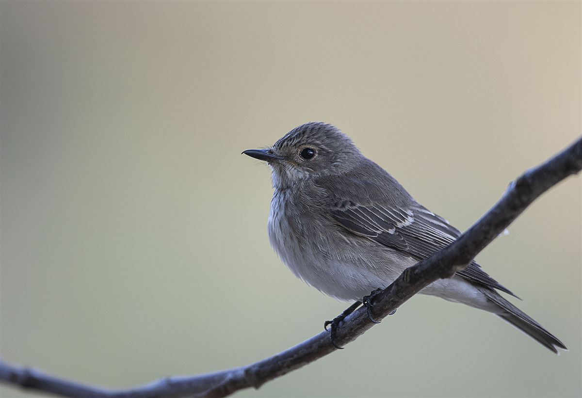 Spotted Flycatcher