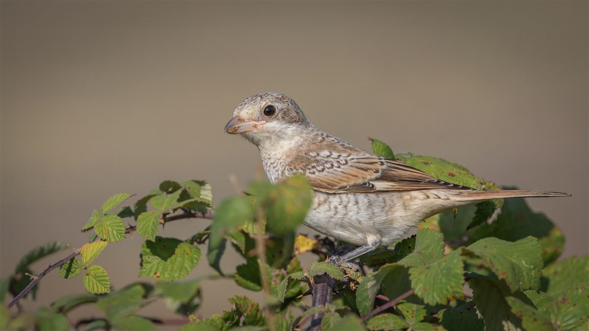 Masked Shrike