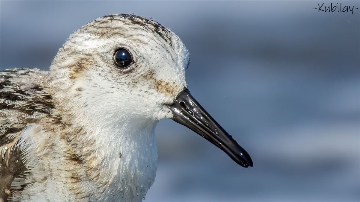 Sanderling