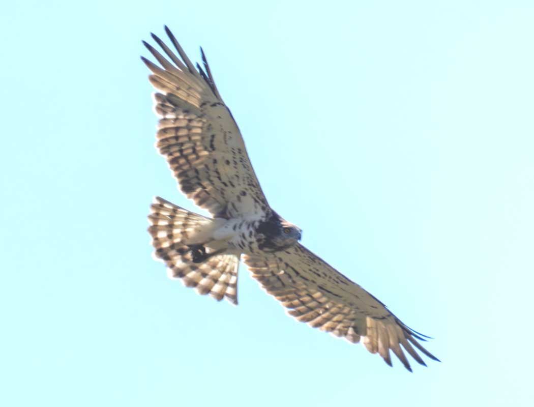 Short-toed Snake Eagle