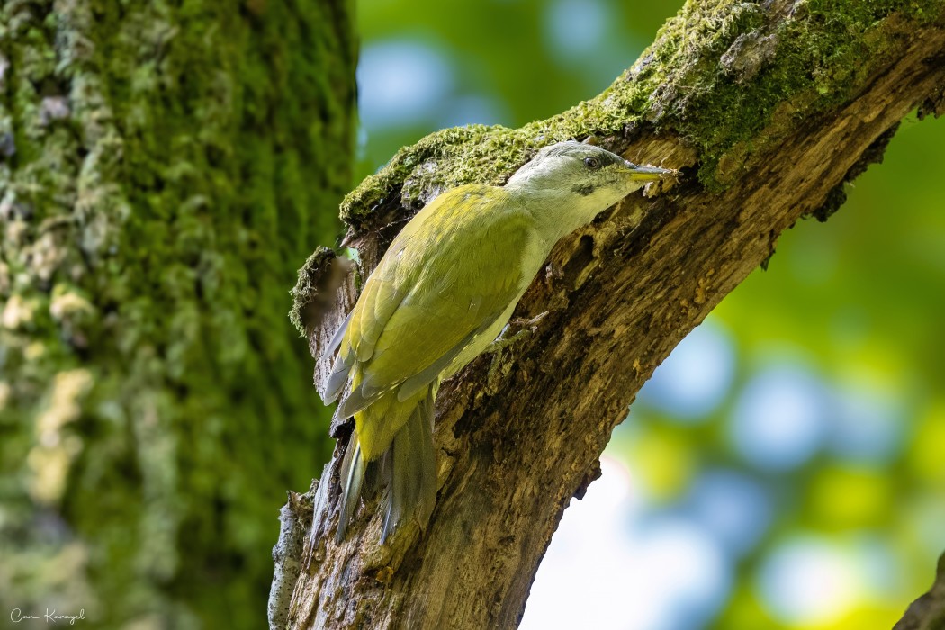 Grey-headed Woodpecker
