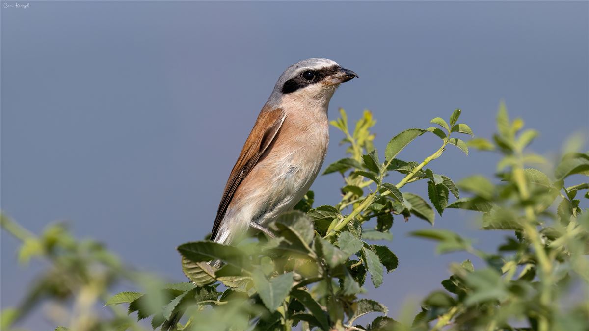 Red-backed Shrike