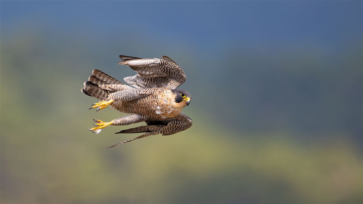 Peregrine Falcon