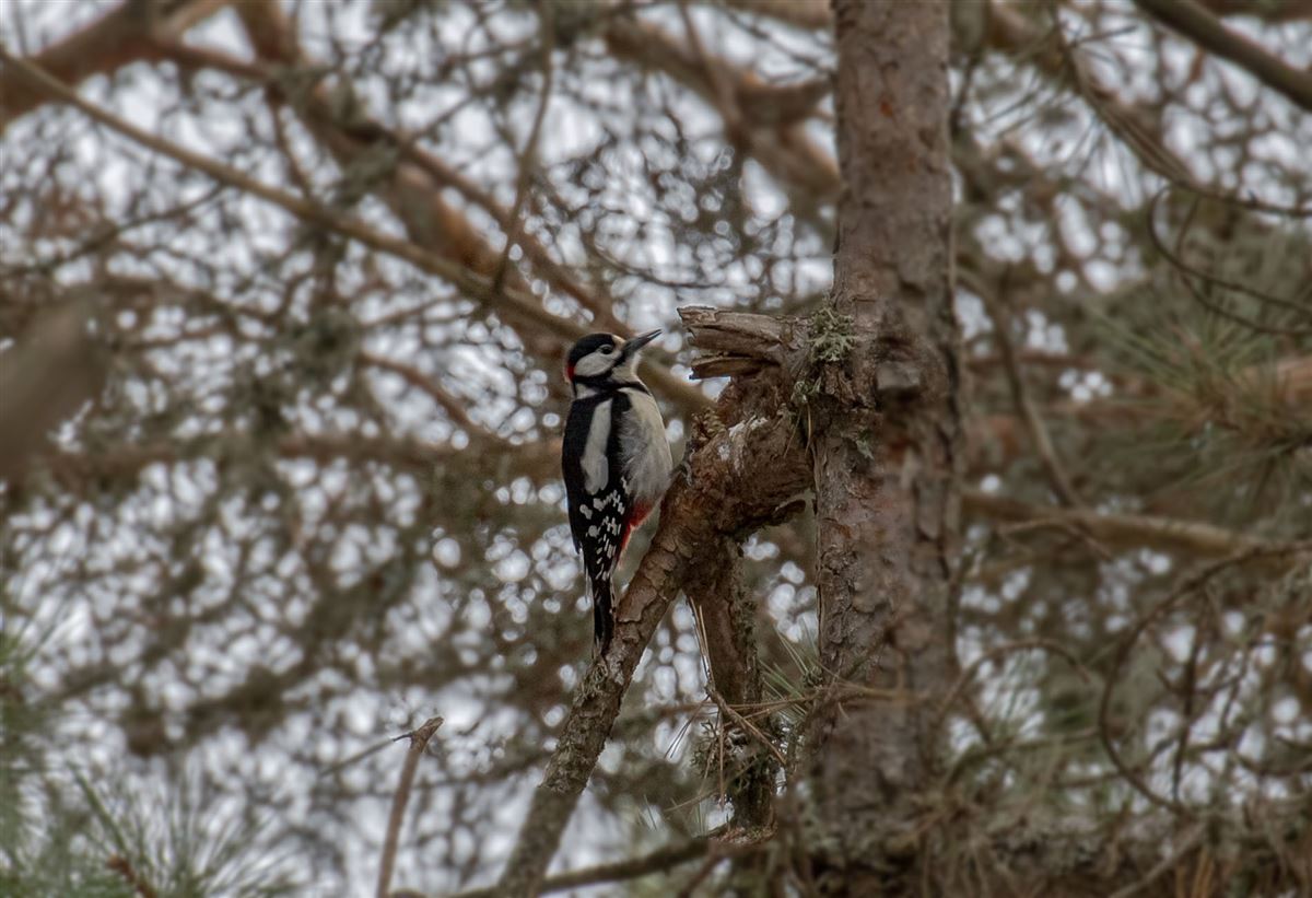 Great Spotted Woodpecker