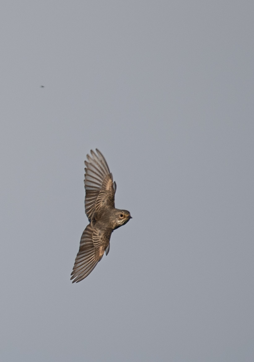 Spotted Flycatcher