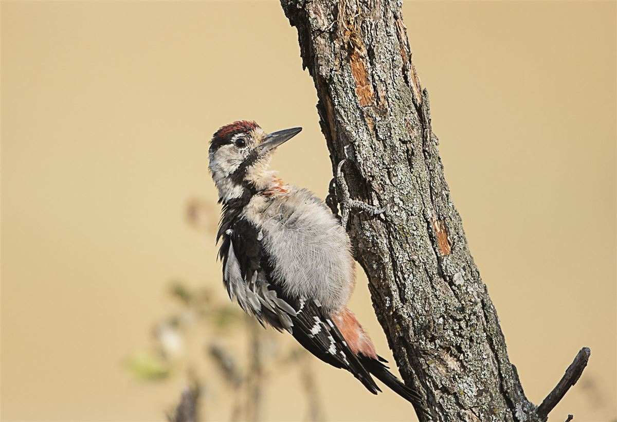 Syrian Woodpecker