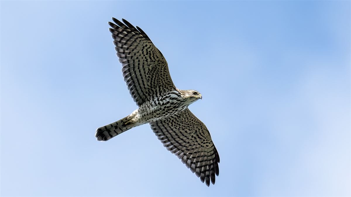 Levant Sparrowhawk