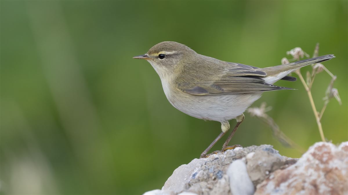 Willow Warbler