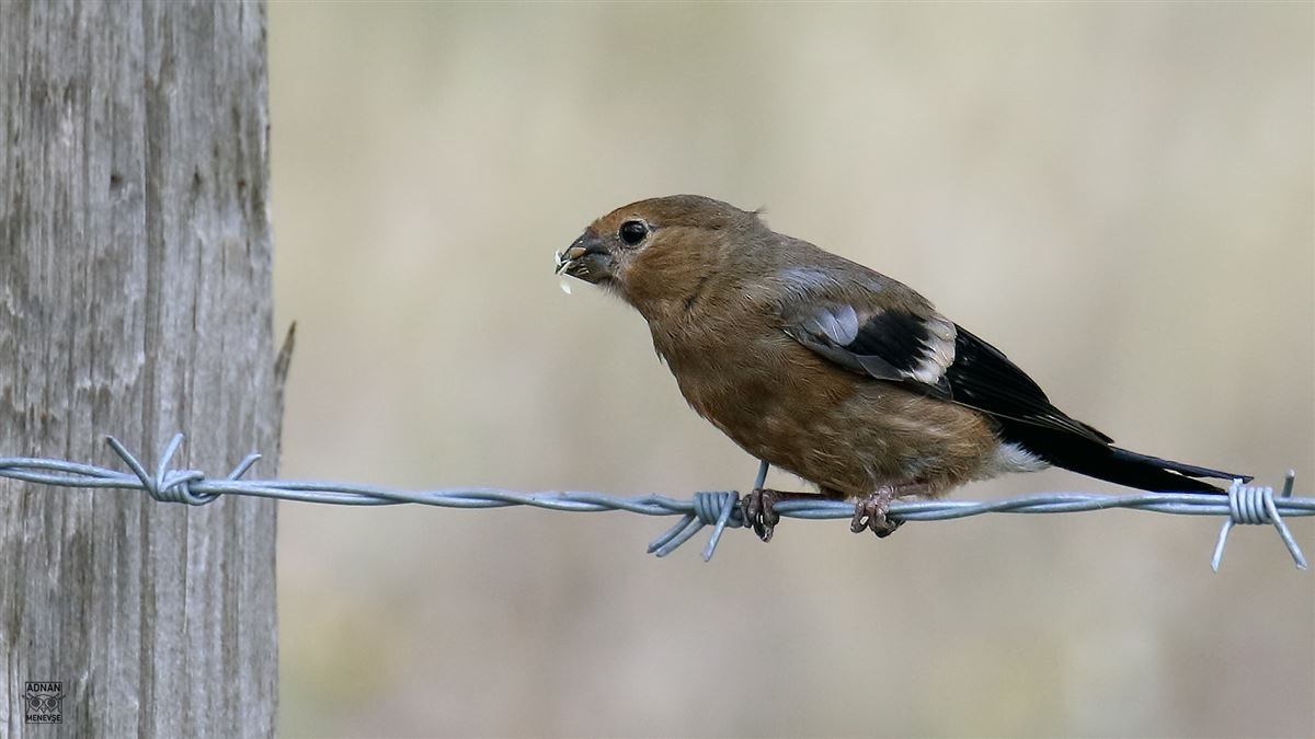 Eurasian Bullfinch