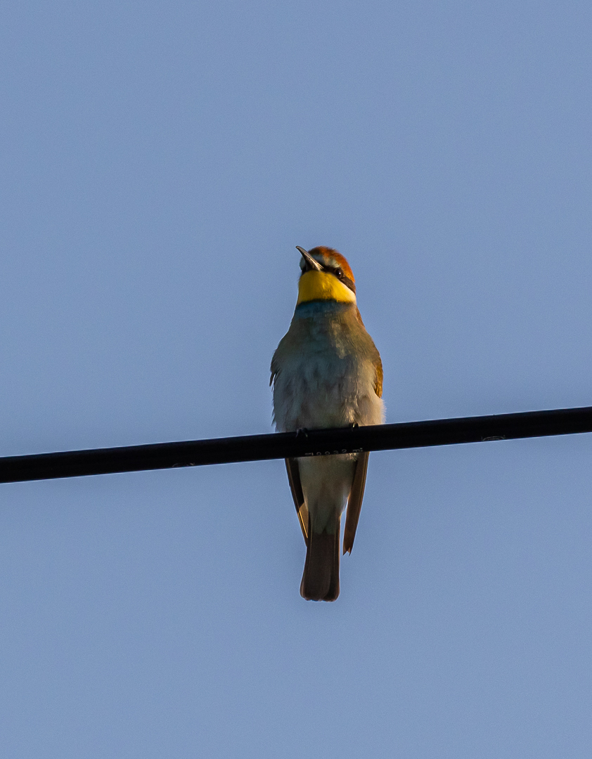 European Bee-eater