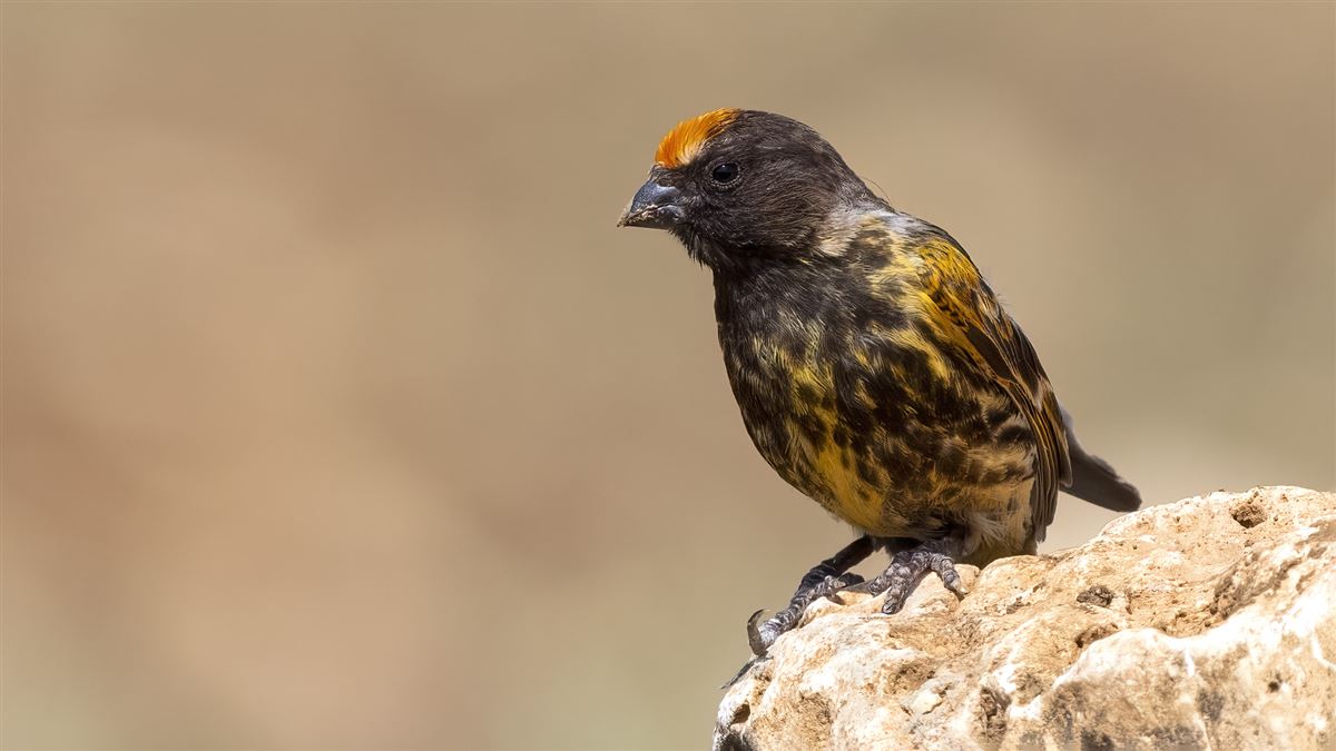 Red-fronted Serin
