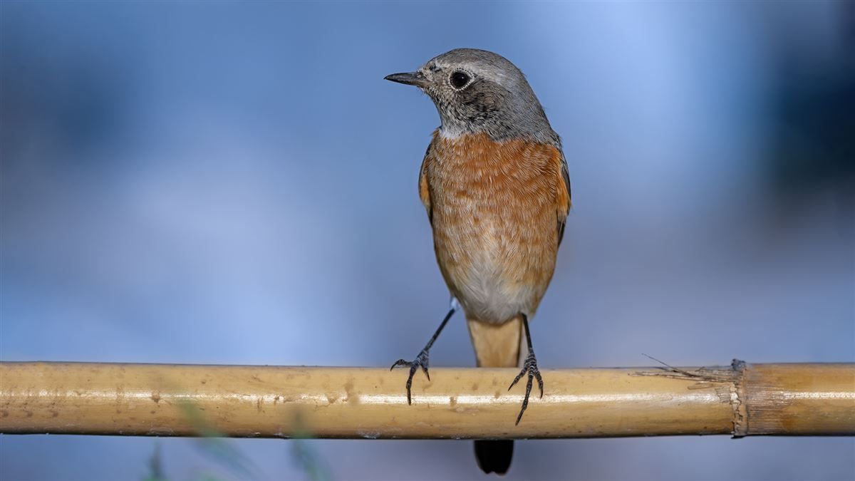Common Redstart