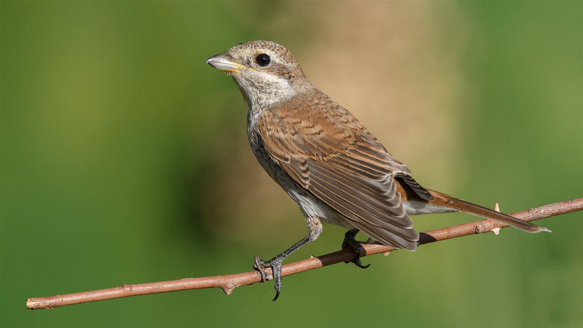 Red-backed Shrike