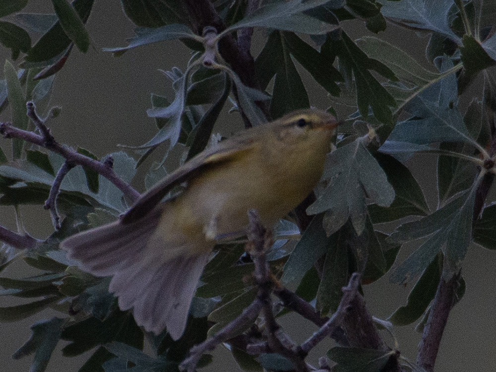 Willow Warbler