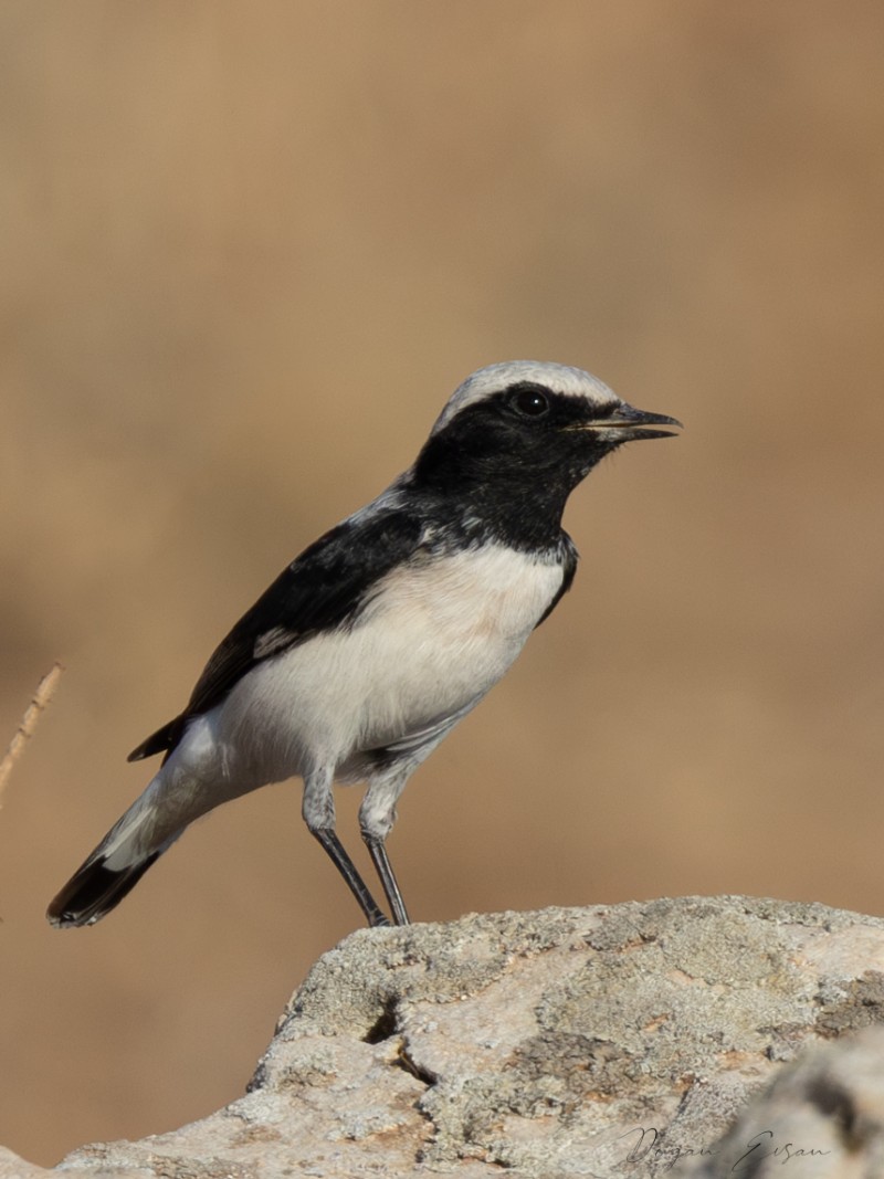Finsch`s Wheatear