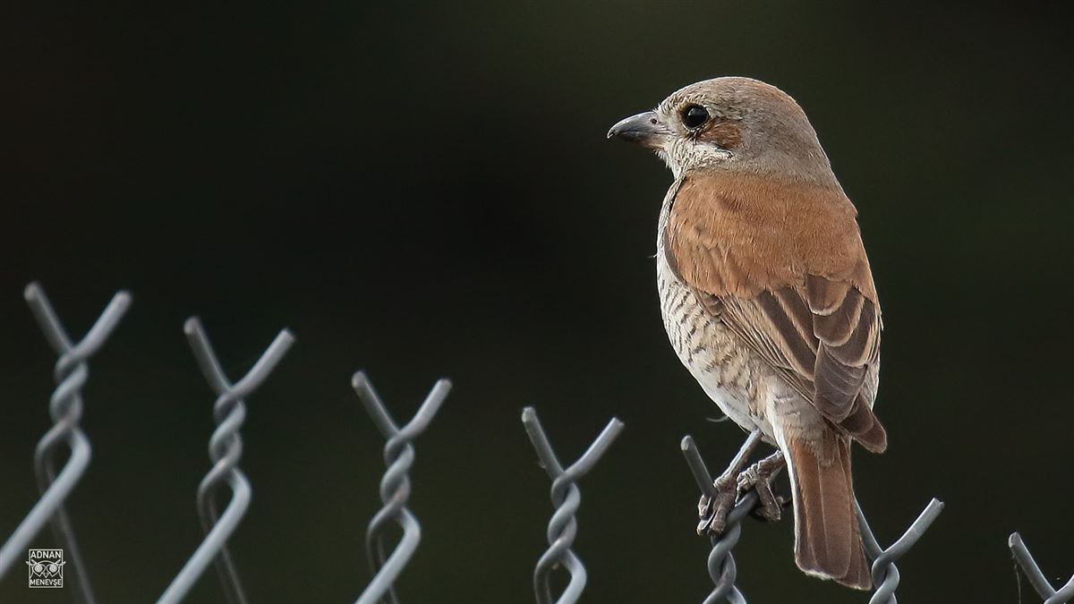 Red-backed Shrike