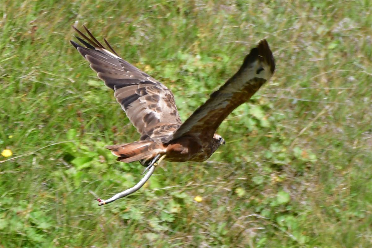 Long-legged Buzzard