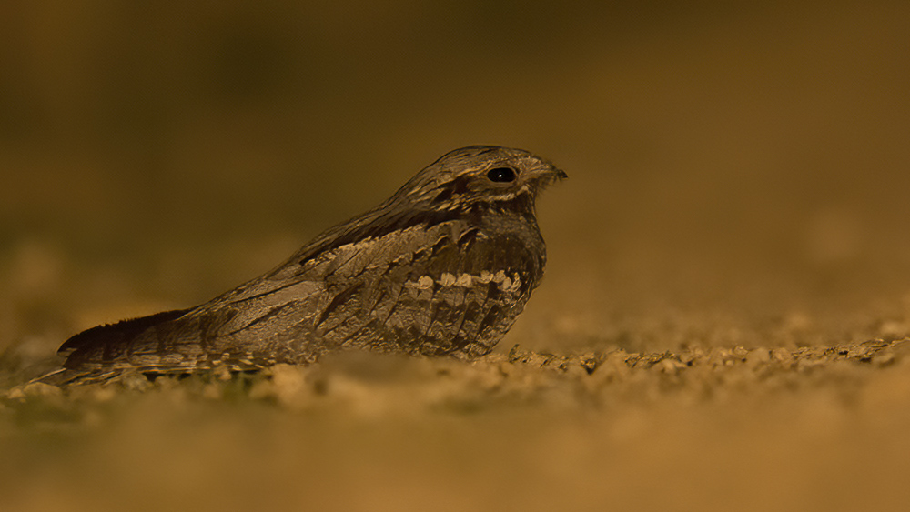European Nightjar