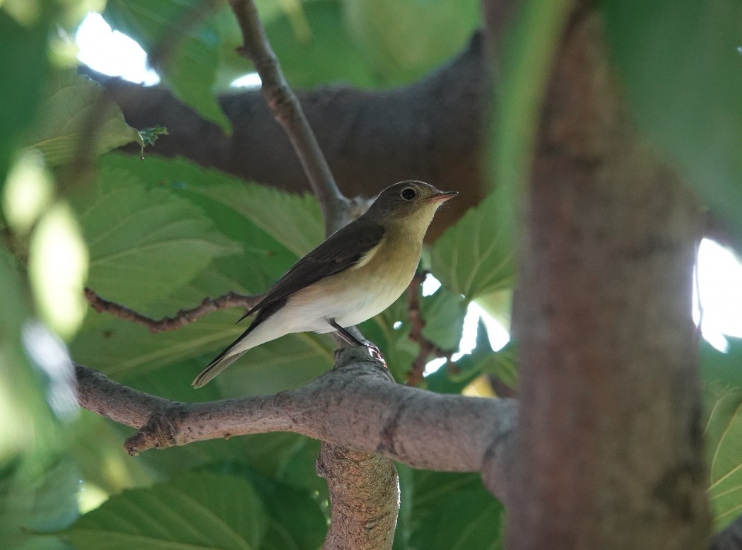 Red-breasted Flycatcher