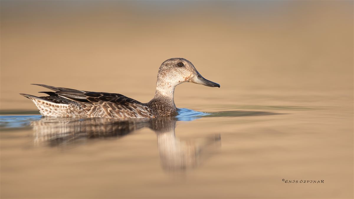 Northern Pintail