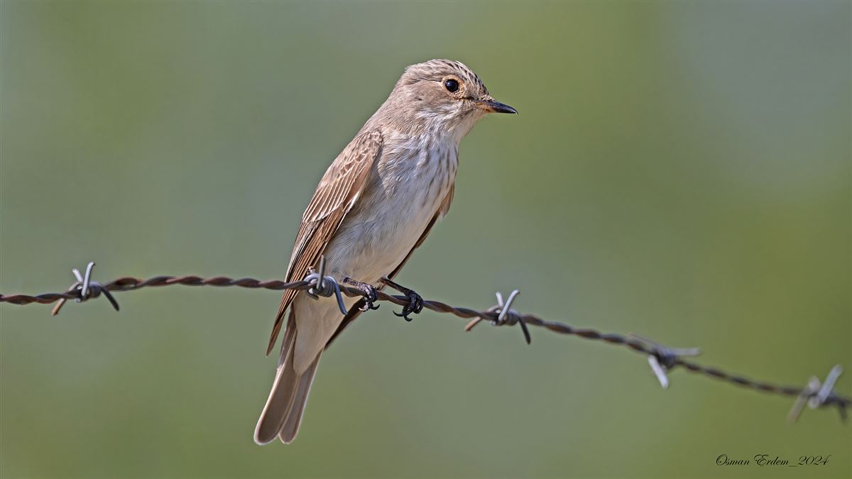 Spotted Flycatcher