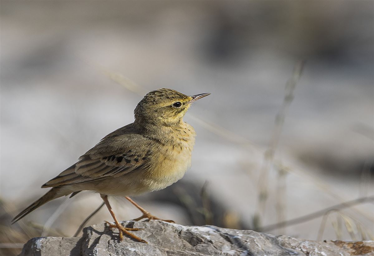 Tawny Pipit