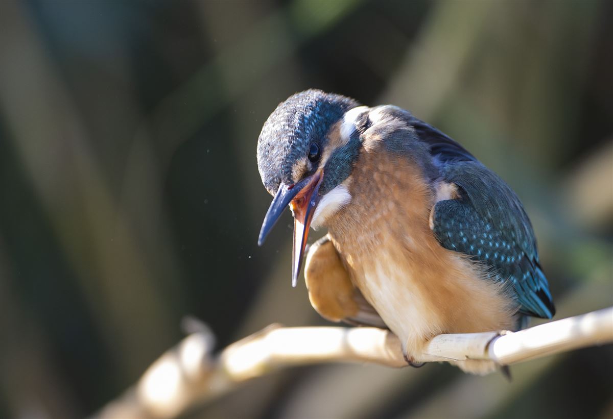 Common Kingfisher