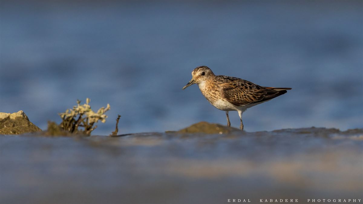Temminck`s Stint