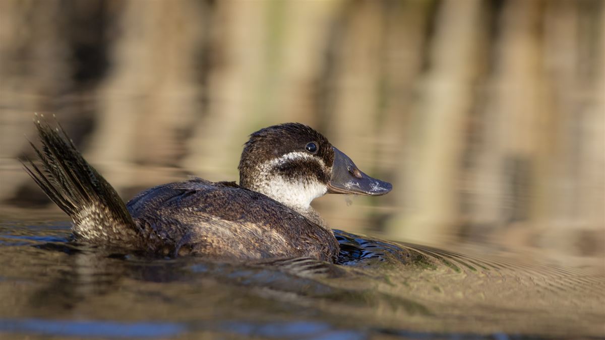 White-headed Duck
