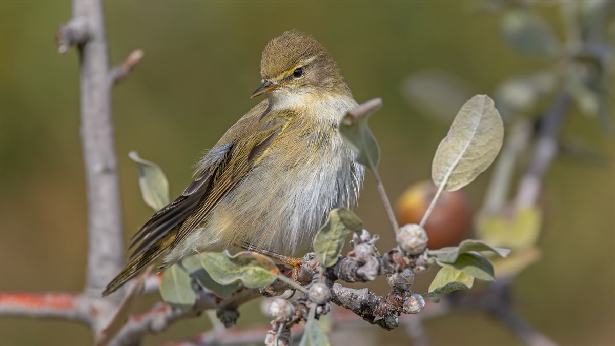 Willow Warbler
