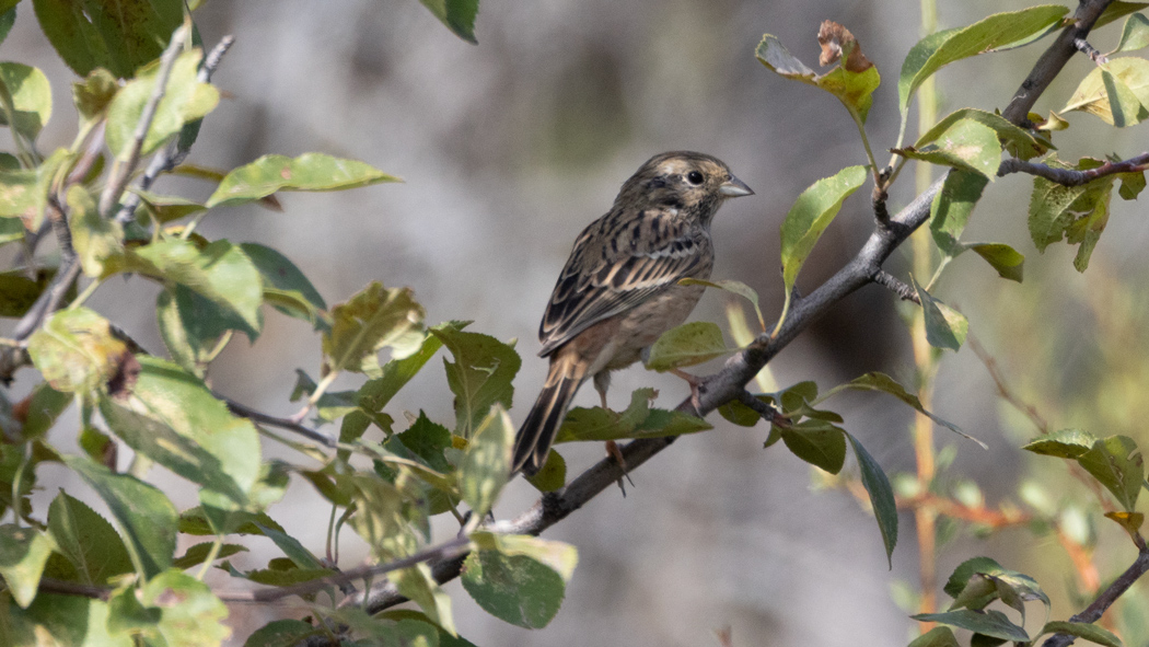 Rock Bunting