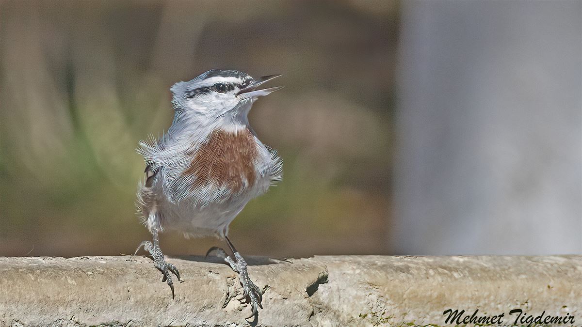 Krüper`s Nuthatch