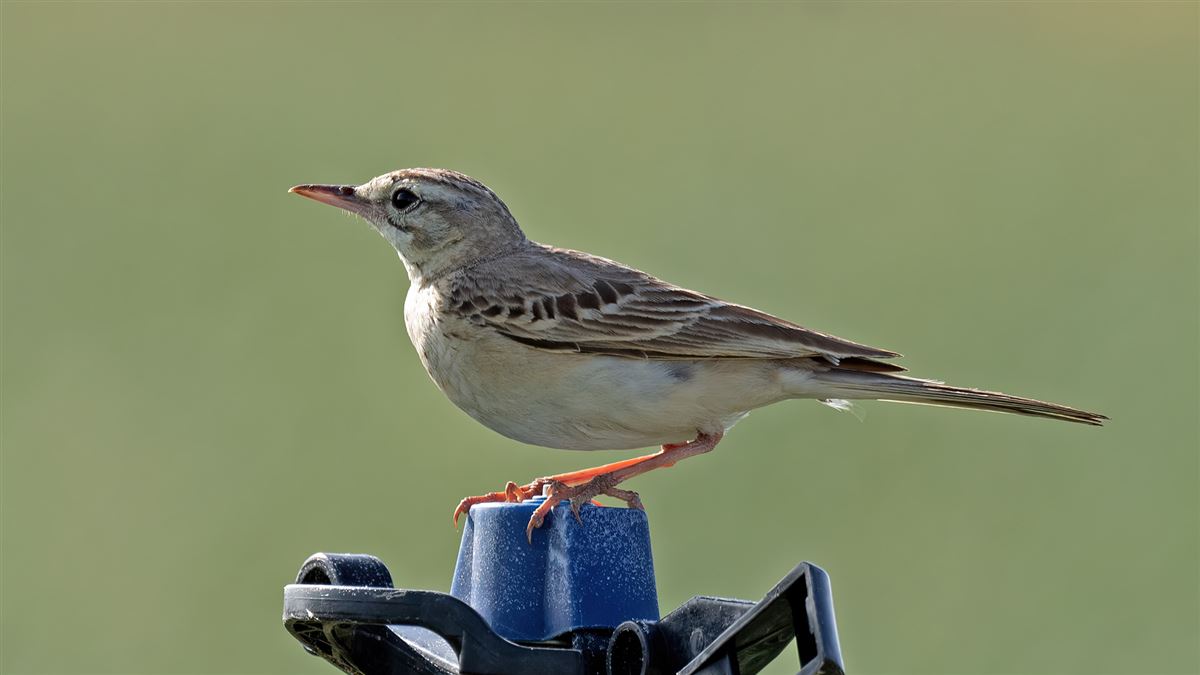 Tawny Pipit