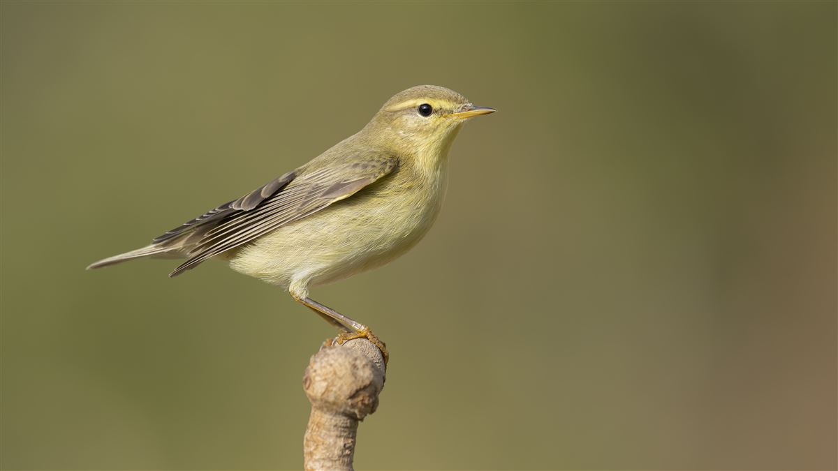 Willow Warbler