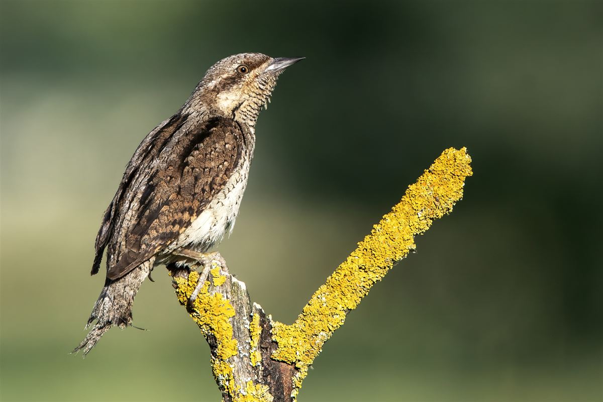 Eurasian Wryneck
