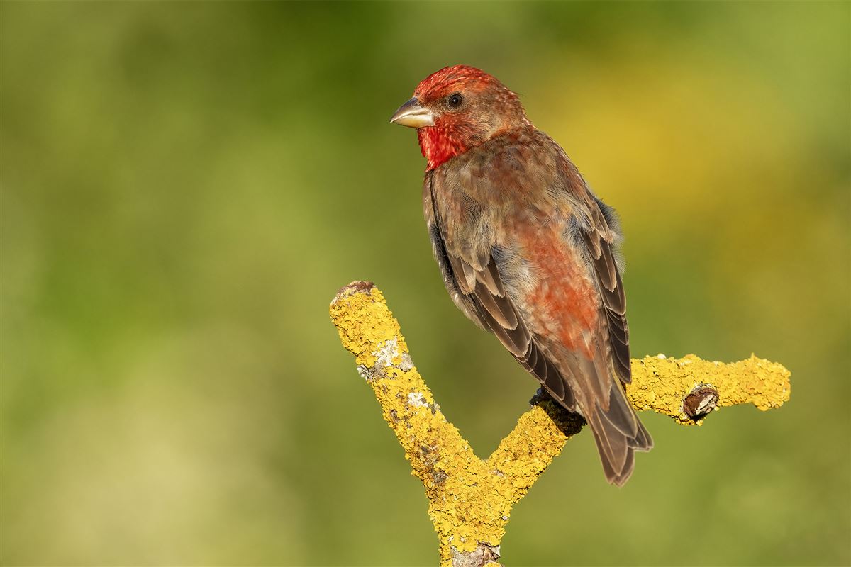 Common Rosefinch