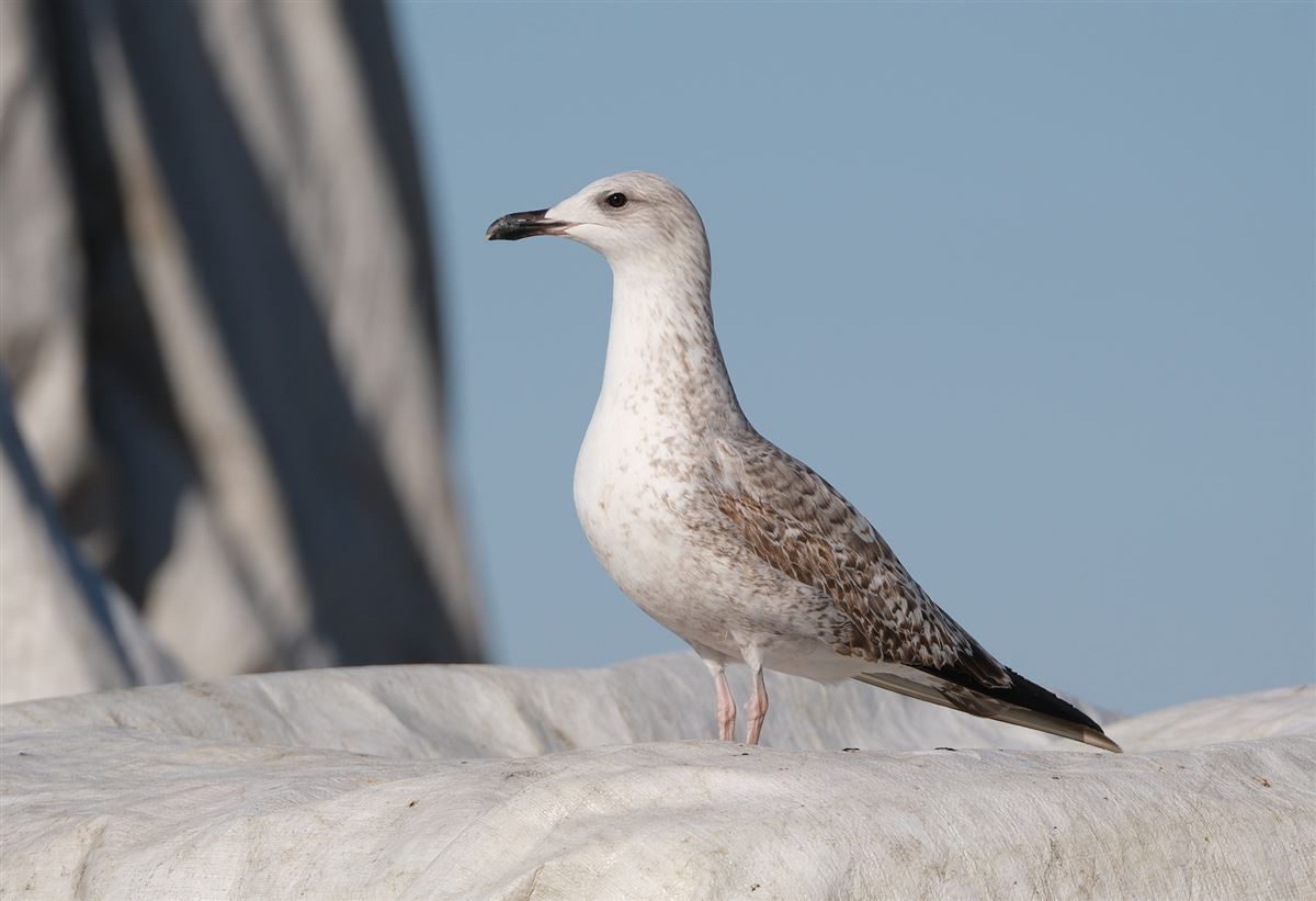 Yellow-legged Gull