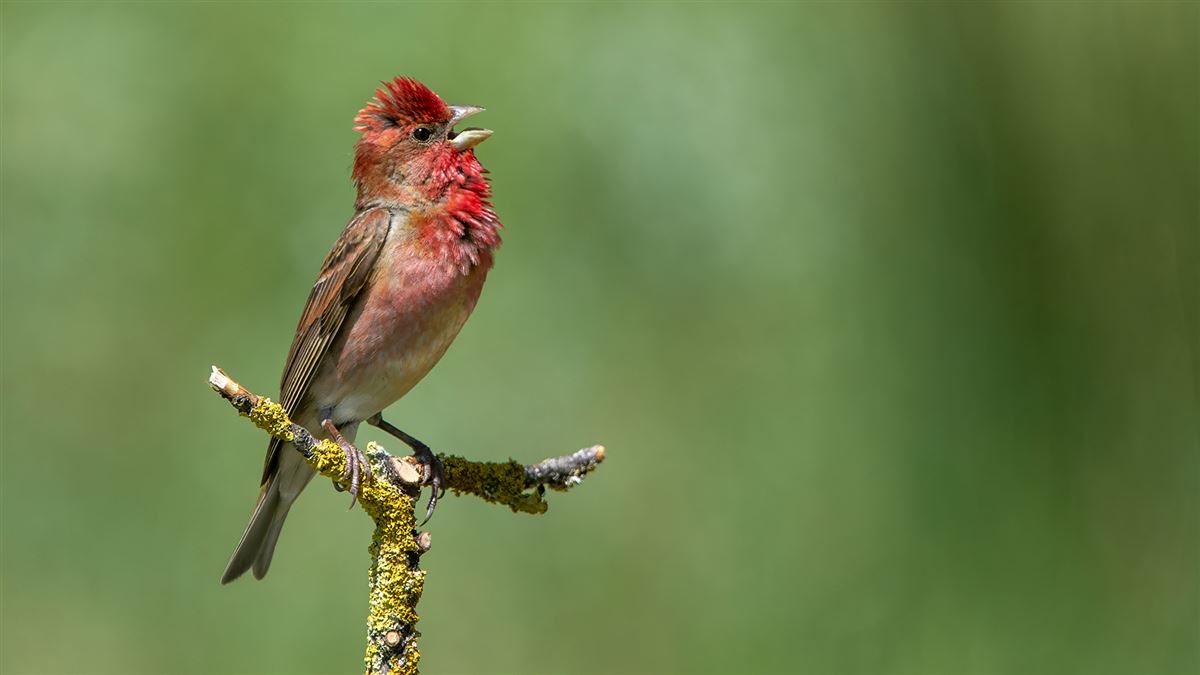 Common Rosefinch