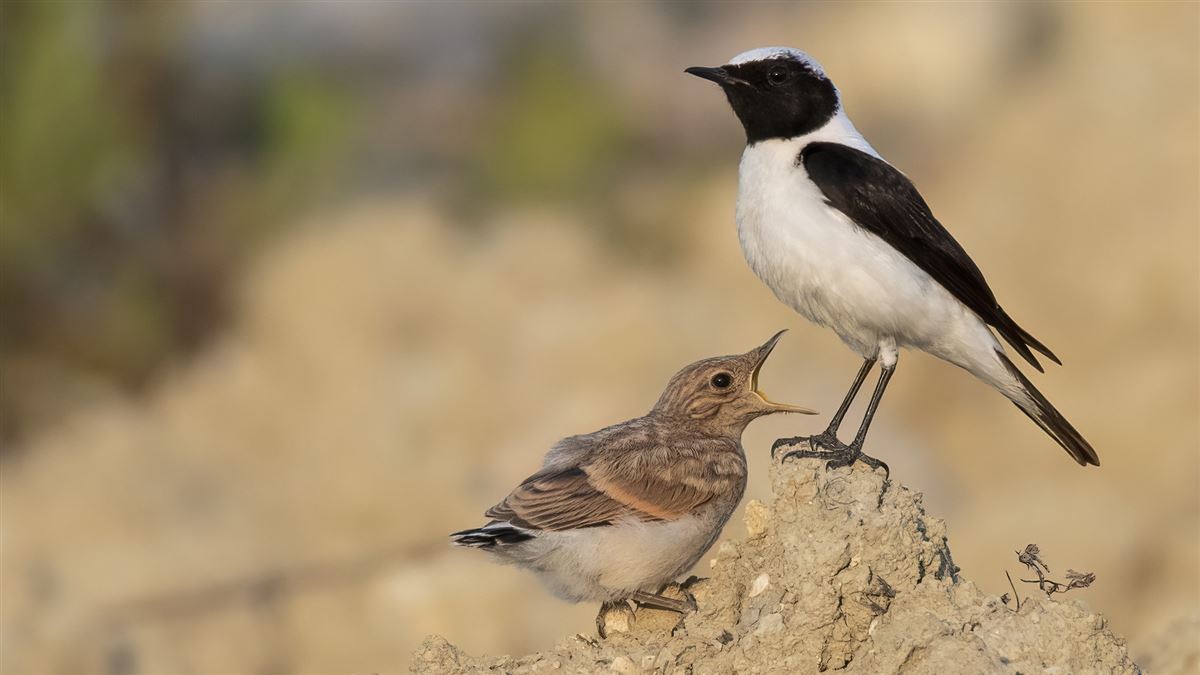 Black-eared Wheatear