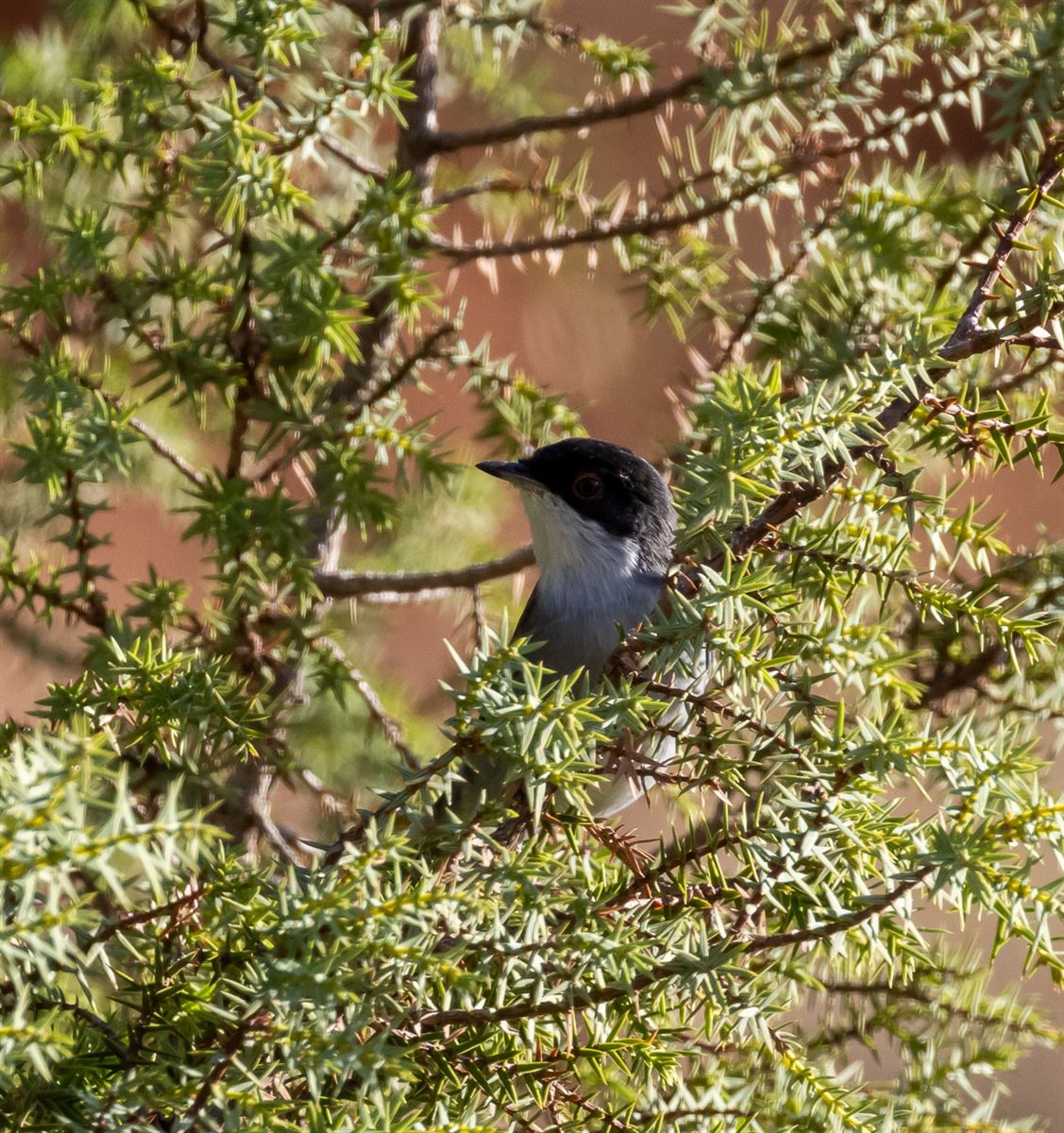 Sardinian Warbler