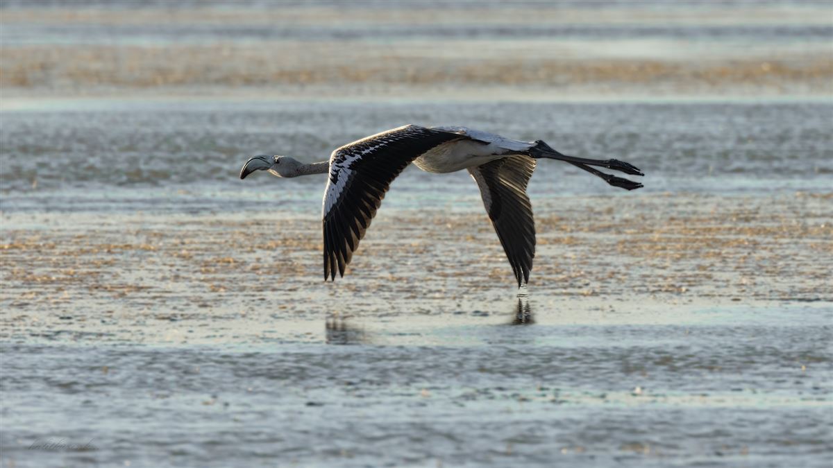 Greater Flamingo