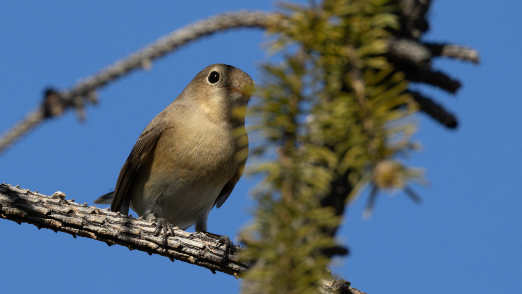 Red-breasted Flycatcher