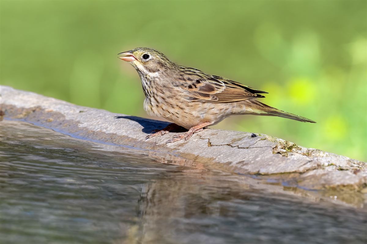 Ortolan Bunting