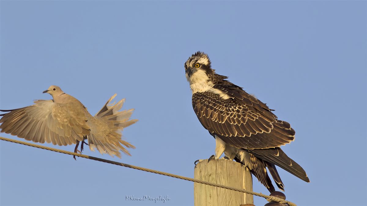 Osprey