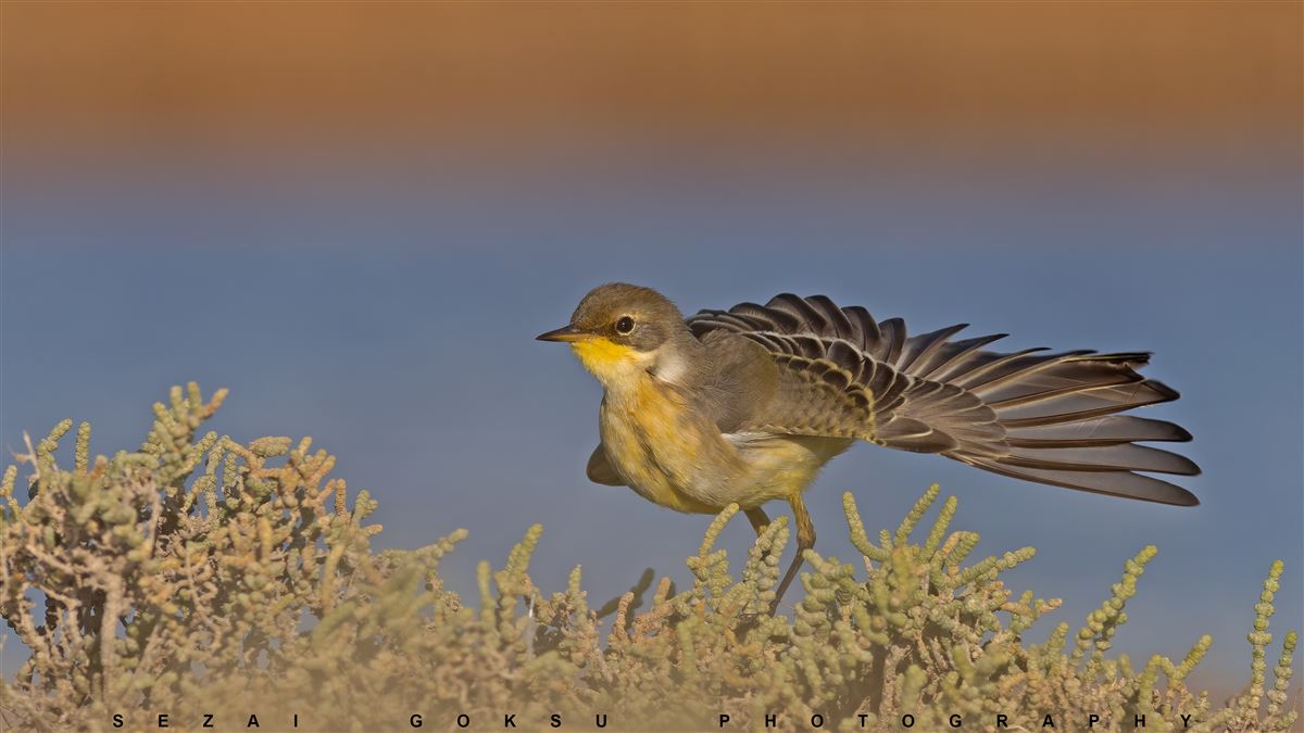 Western Yellow Wagtail