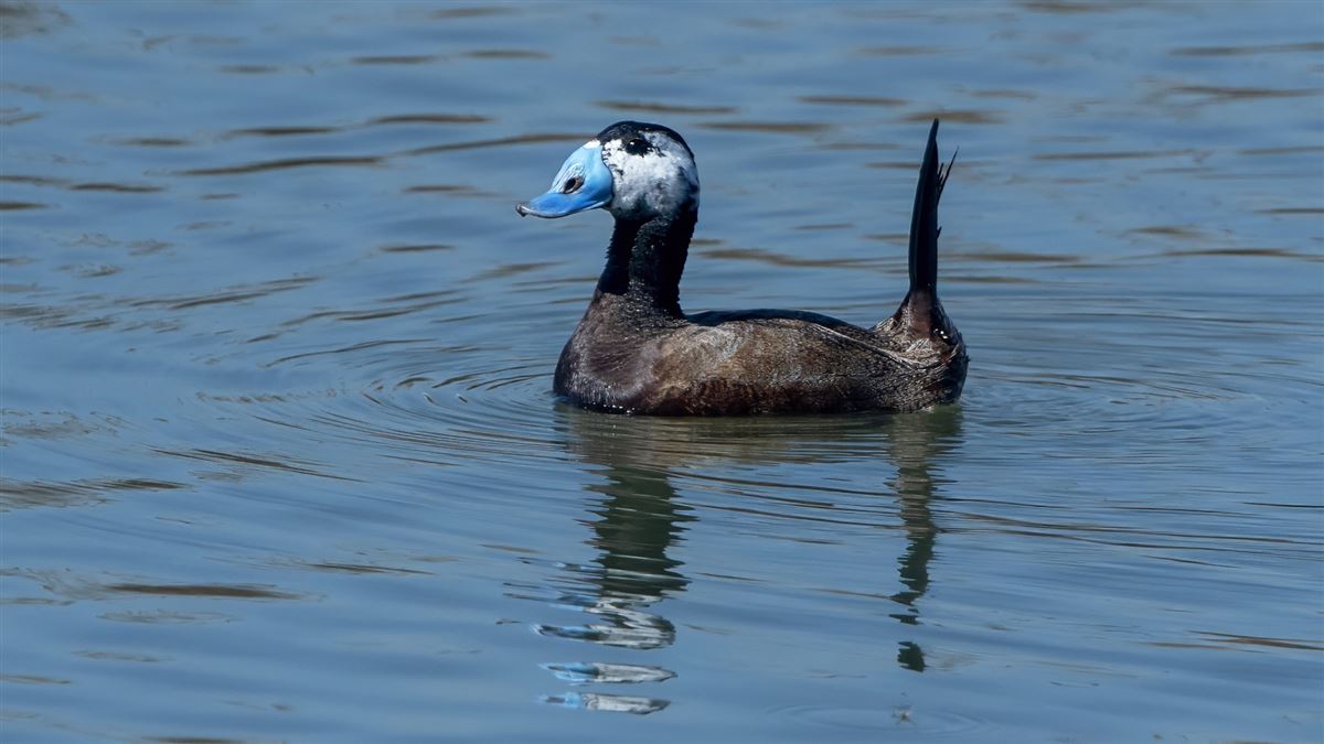 White-headed Duck